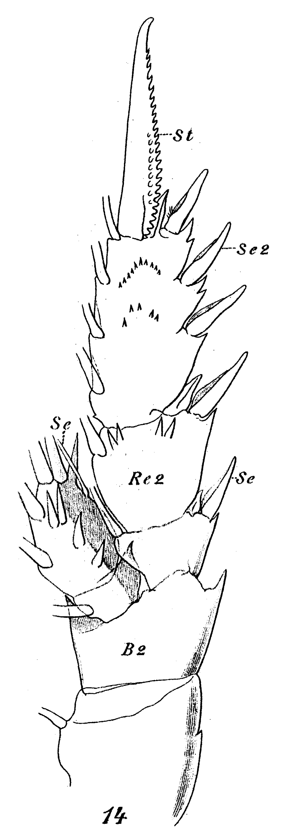 Espèce Scolecithrix danae - Planche 22 de figures morphologiques