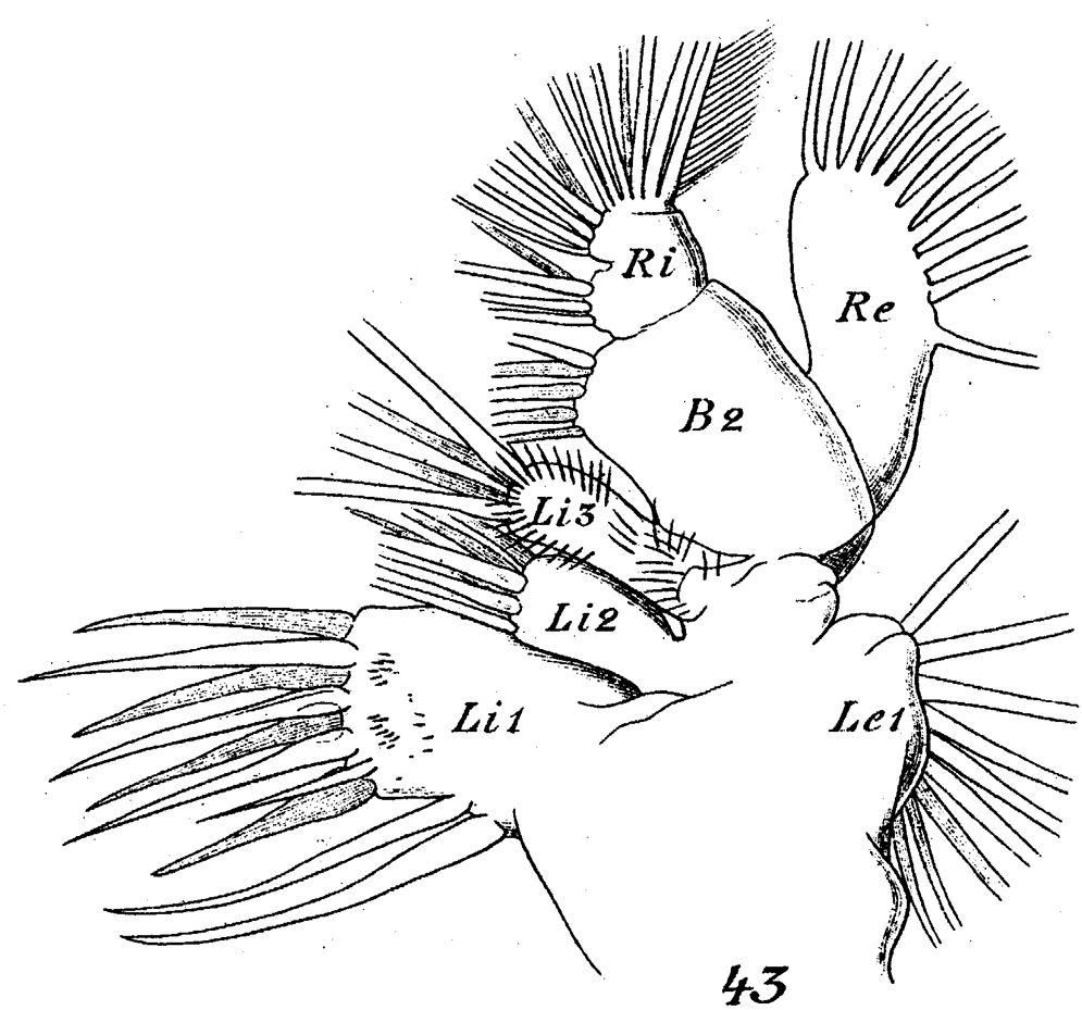 Espèce Spinocalanus abyssalis - Planche 9 de figures morphologiques