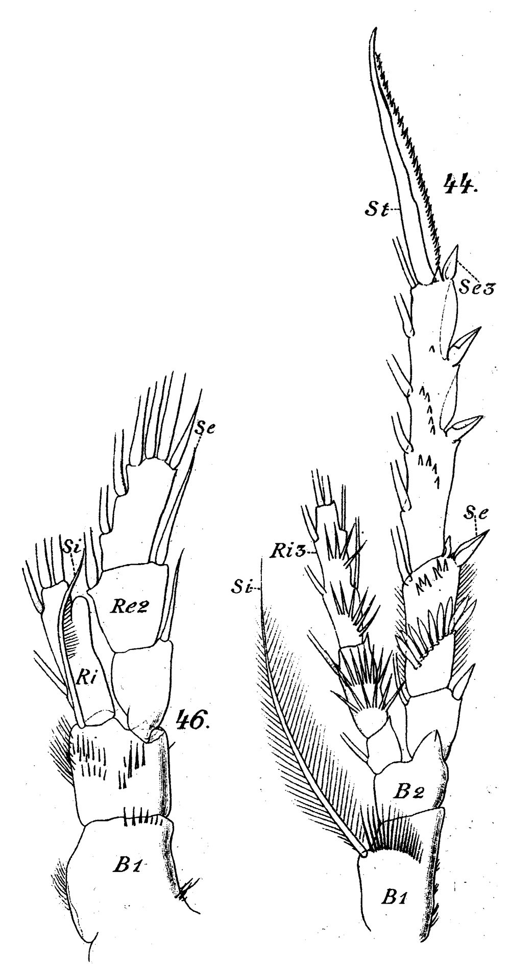 Espèce Spinocalanus abyssalis - Planche 11 de figures morphologiques