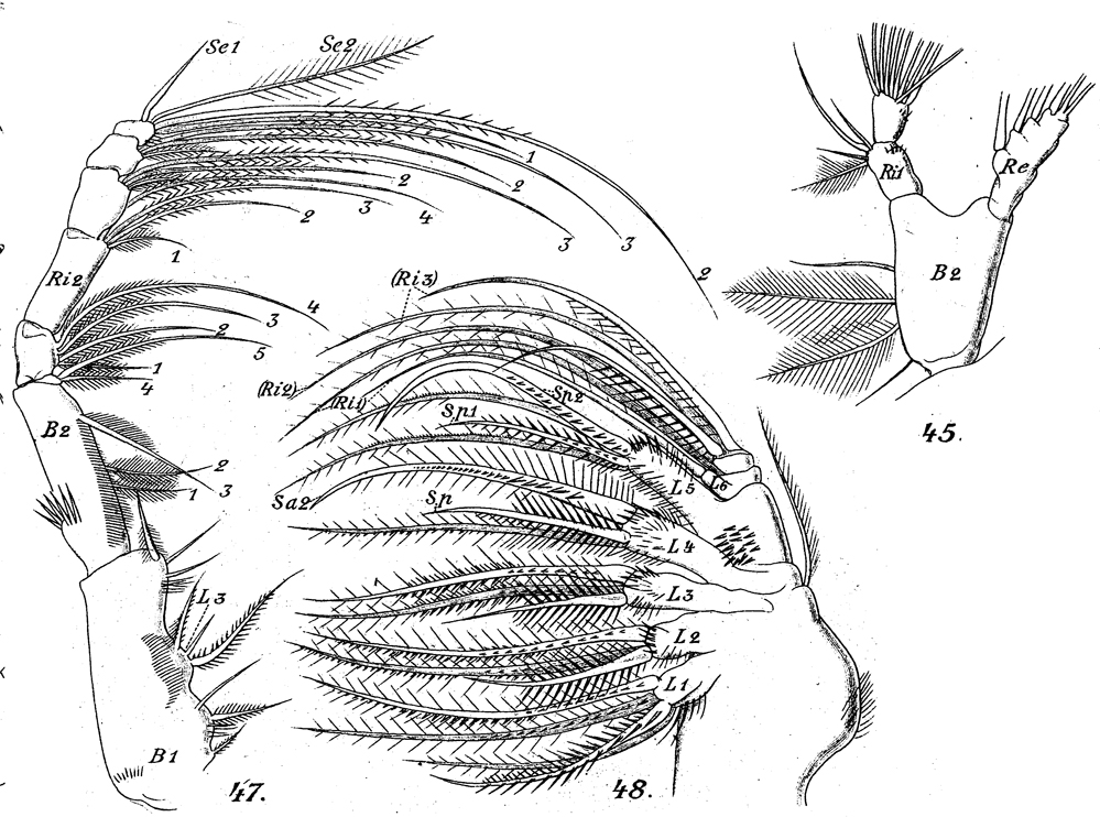 Espèce Spinocalanus abyssalis - Planche 10 de figures morphologiques