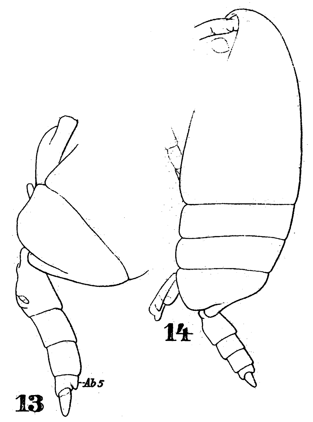 Species Scolecithricella dentata - Plate 19 of morphological figures