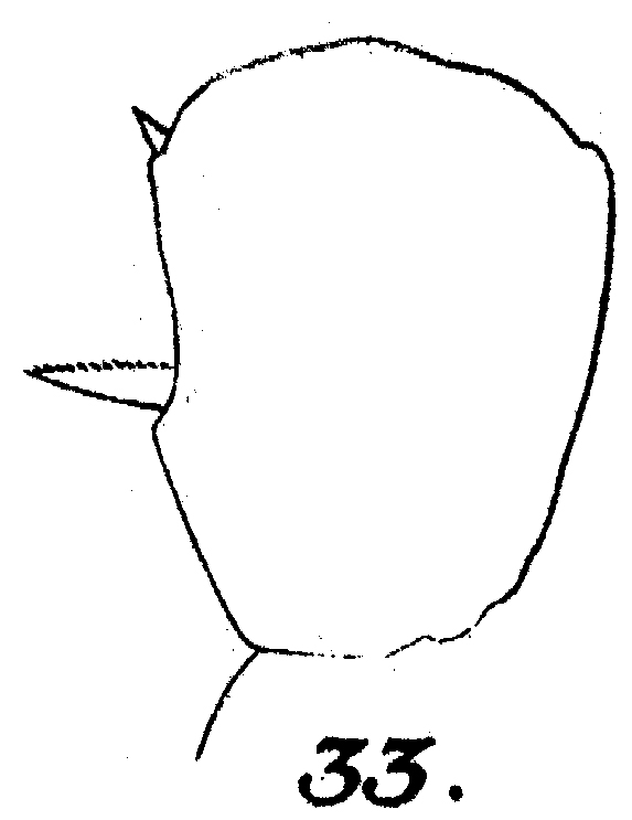 Espce Scolecithricella dentata - Planche 21 de figures morphologiques