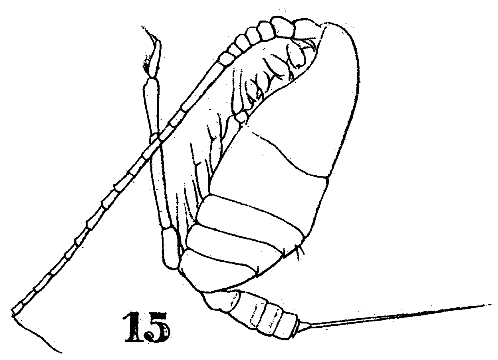 Species Scolecitrichopsis ctenopus - Plate 6 of morphological figures
