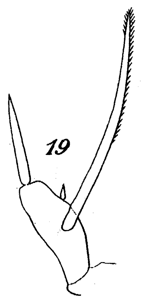 Espce Scaphocalanus longifurca - Planche 10 de figures morphologiques