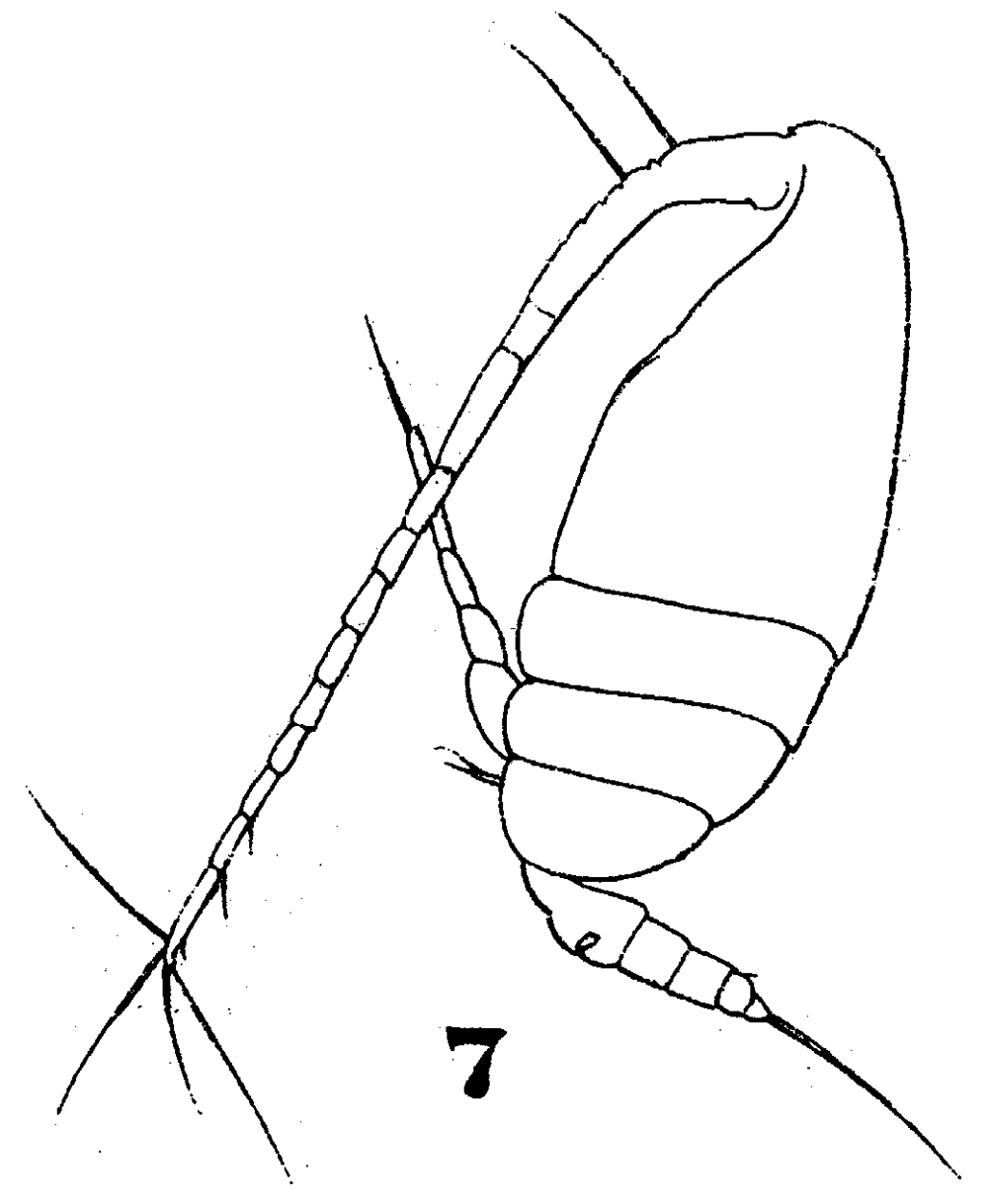 Espèce Scolecithricella abyssalis - Planche 7 de figures morphologiques