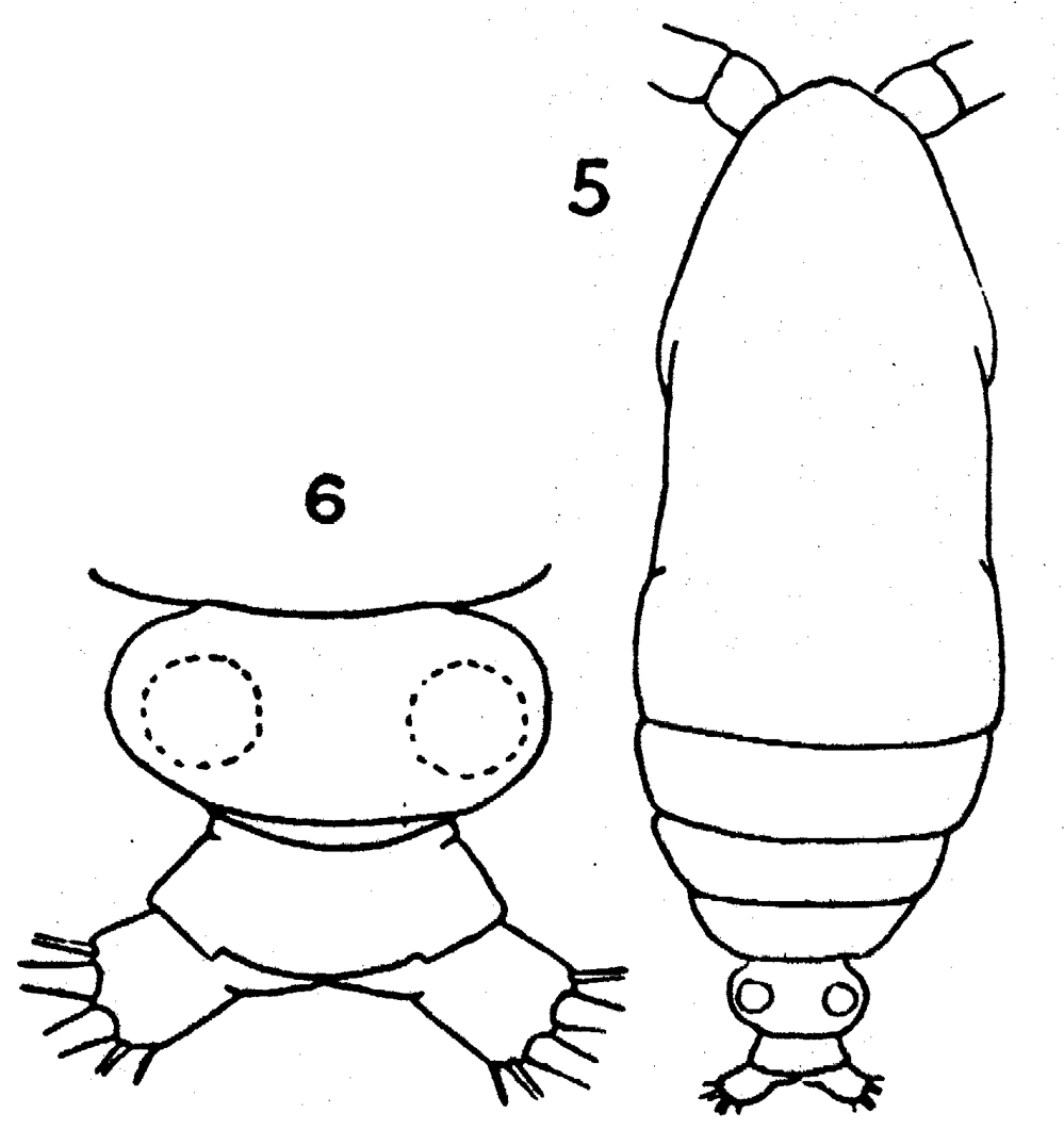 Species Calocalanus styliremis - Plate 8 of morphological figures
