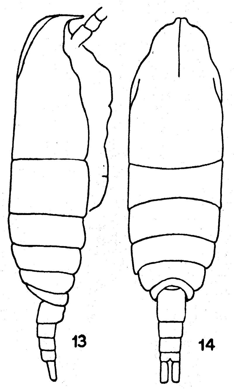 Espce Monacilla tenera - Planche 1 de figures morphologiques