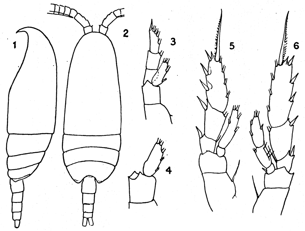 Espèce Scaphocalanus curtus - Planche 12 de figures morphologiques