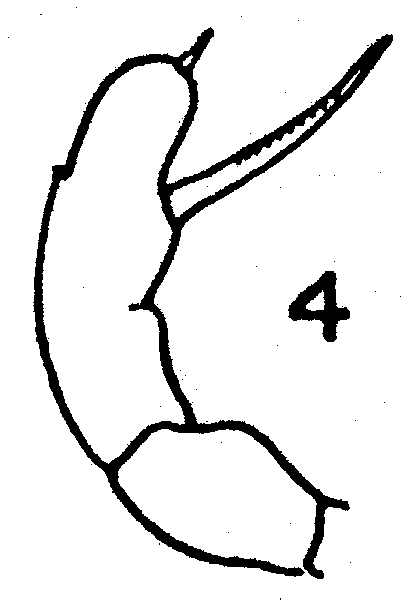 Espèce Scolecithrix valens - Planche 2 de figures morphologiques