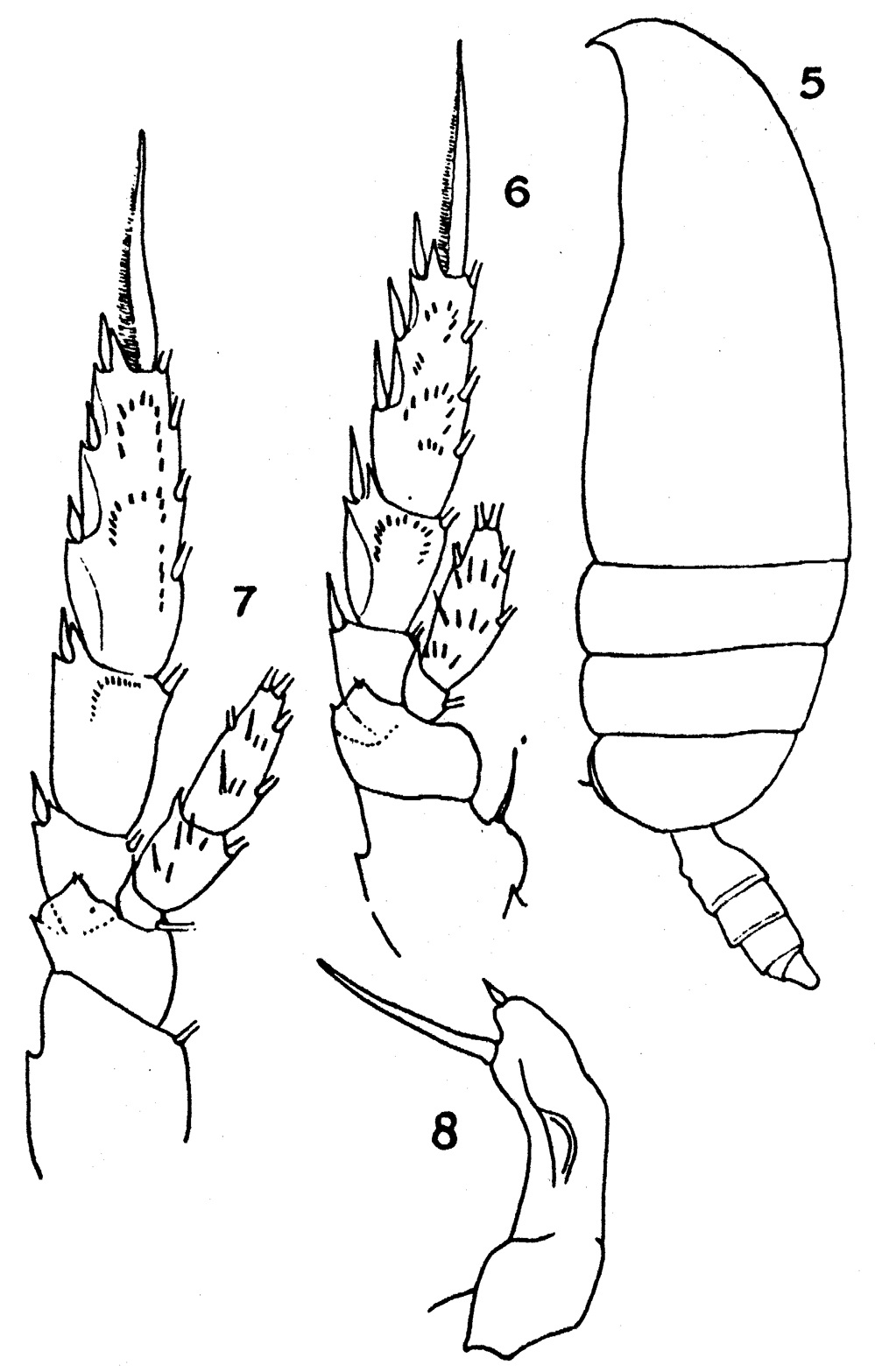Species Pseudoamallothrix laminata - Plate 6 of morphological figures