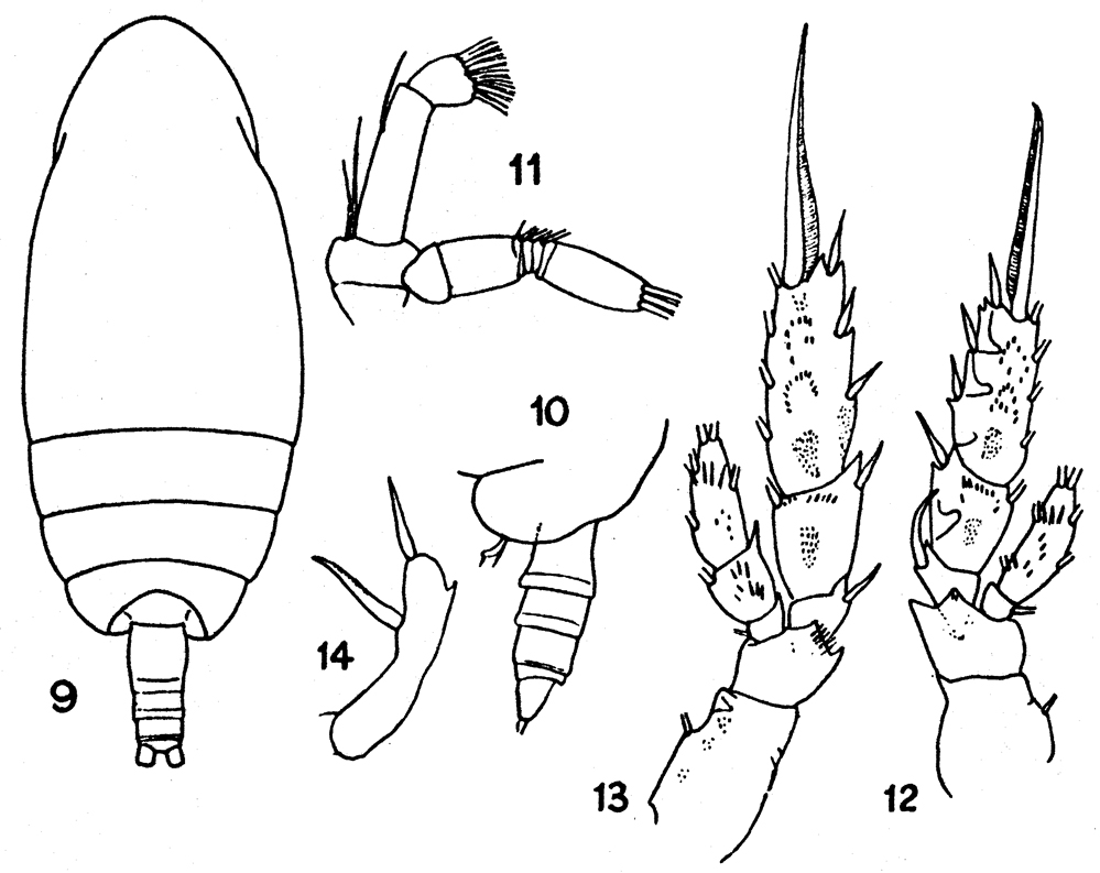 Espèce Amallothrix falcifer - Planche 1 de figures morphologiques