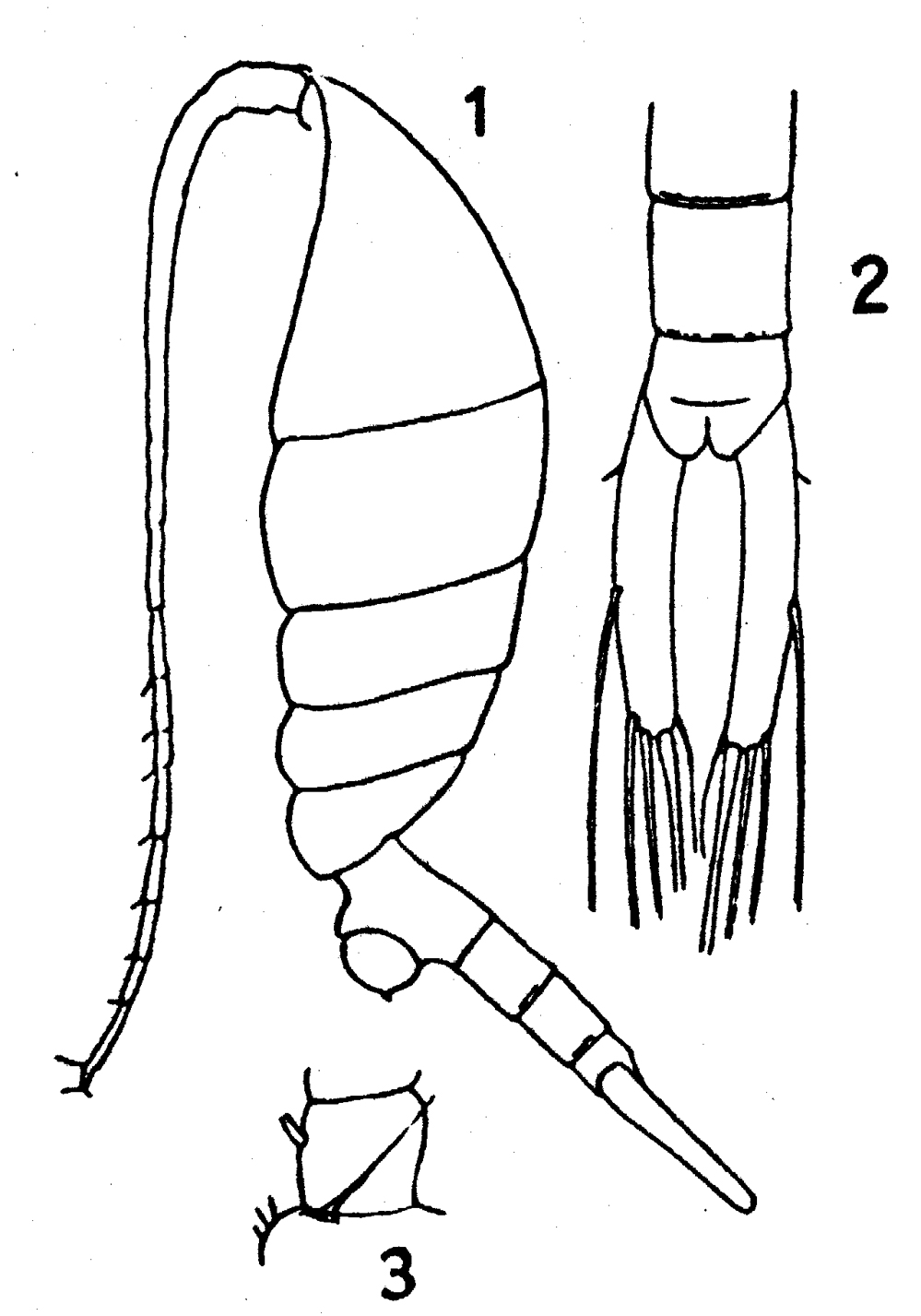 Species Lucicutia flavicornis - Plate 17 of morphological figures