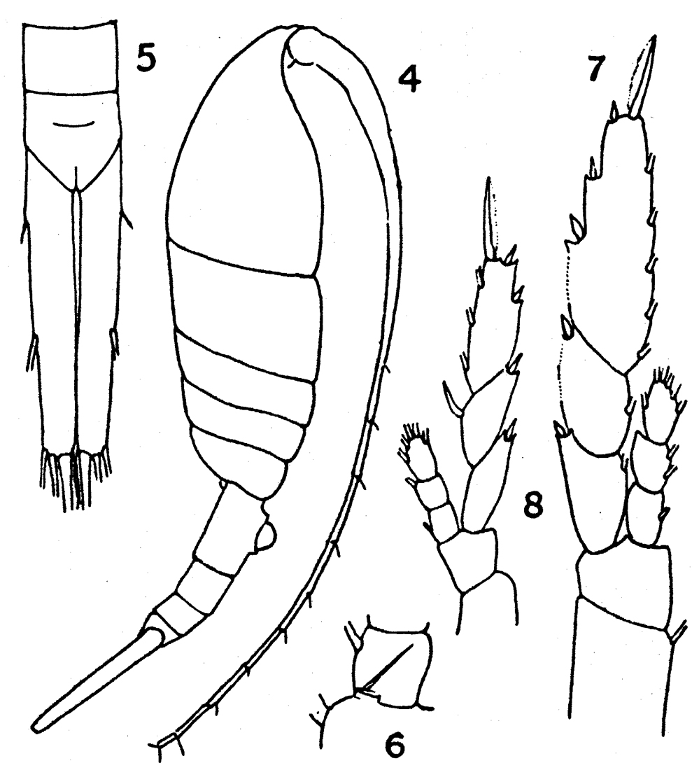 Species Lucicutia gemina - Plate 5 of morphological figures