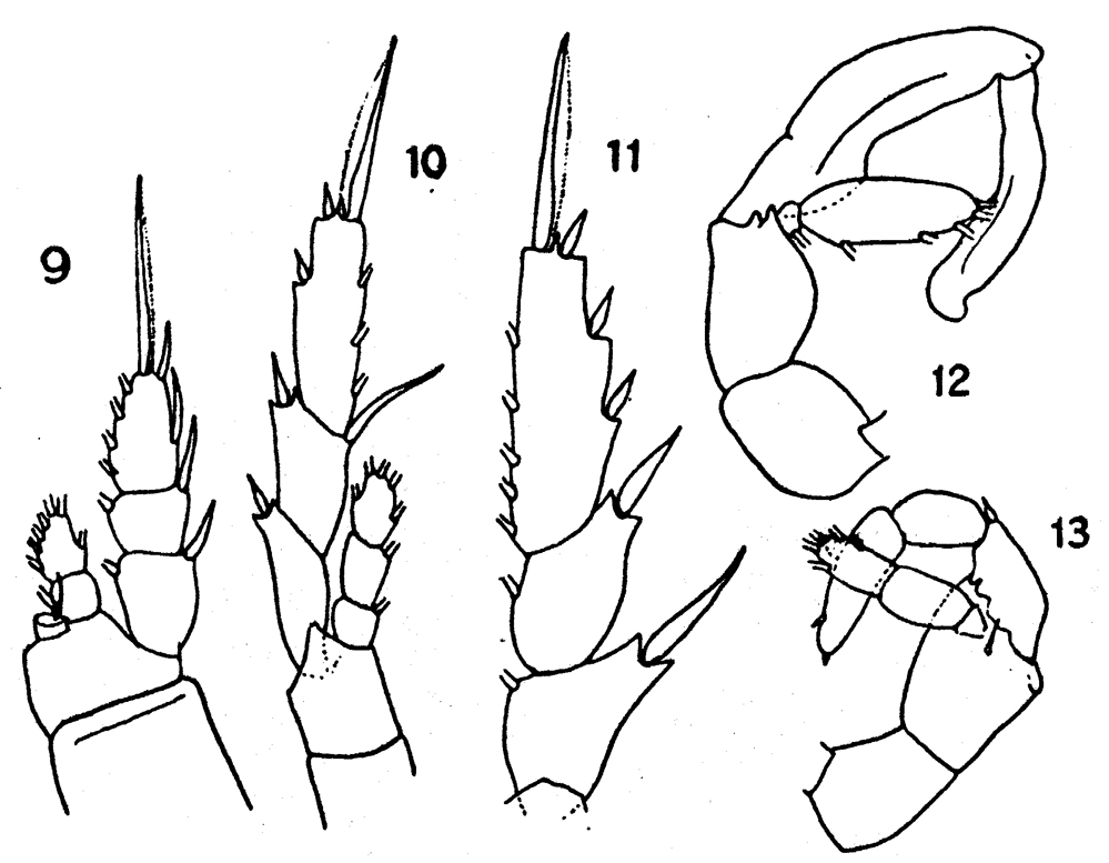 Species Lucicutia longiserrata - Plate 6 of morphological figures