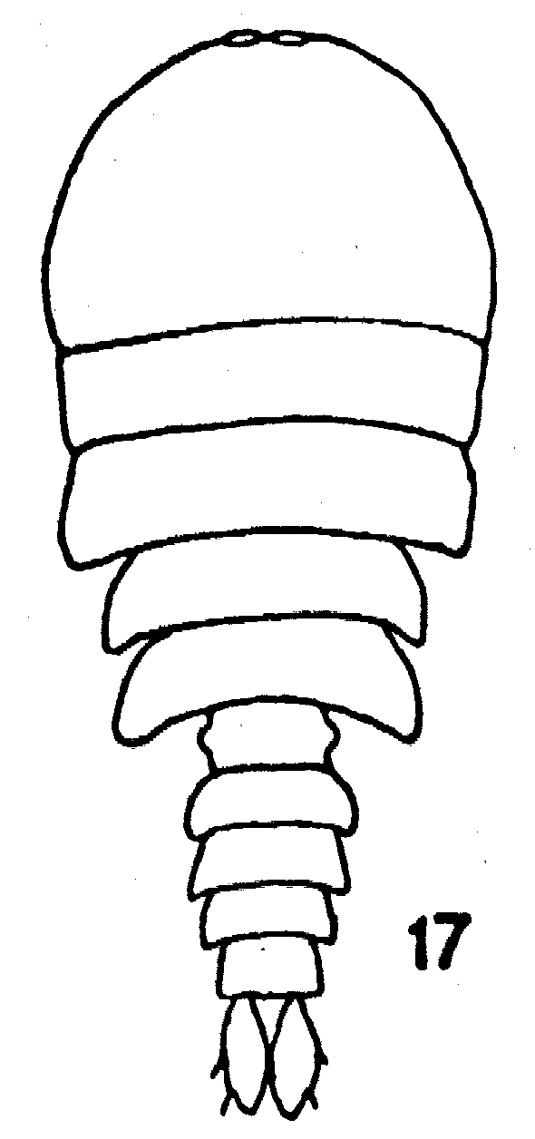 Espce Sapphirina nigromaculata - Planche 10 de figures morphologiques