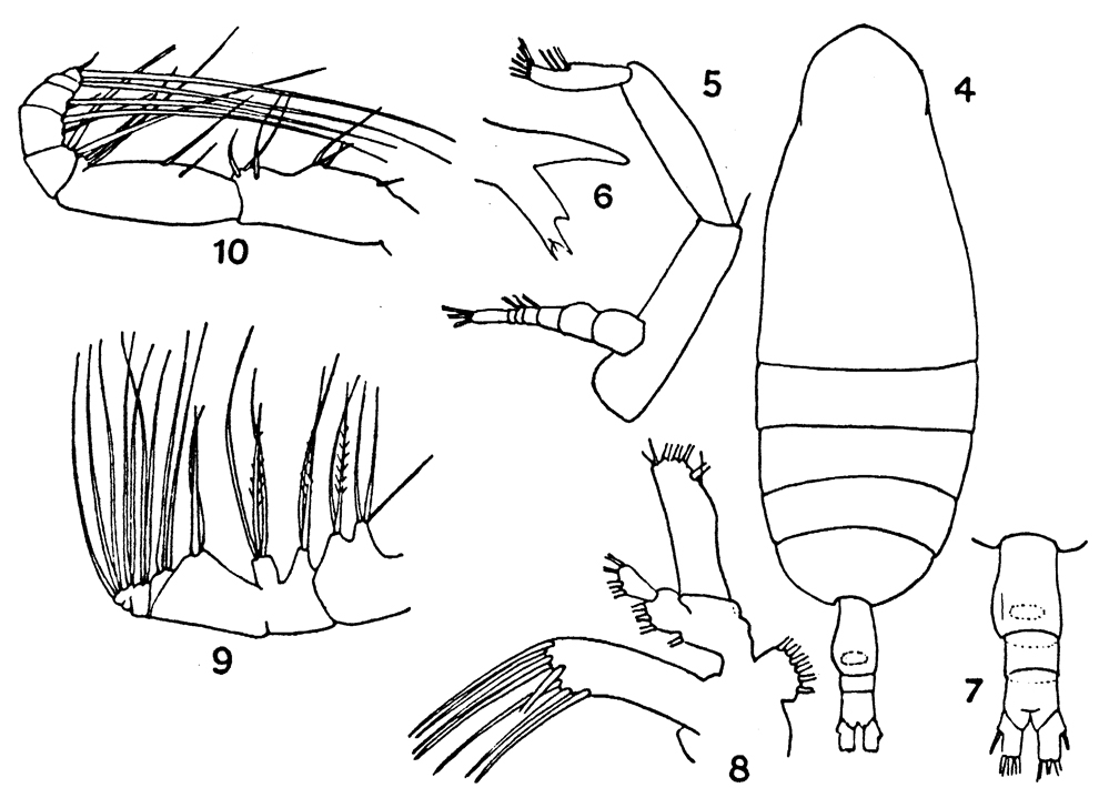 Espèce Euaugaptilus humilis - Planche 5 de figures morphologiques