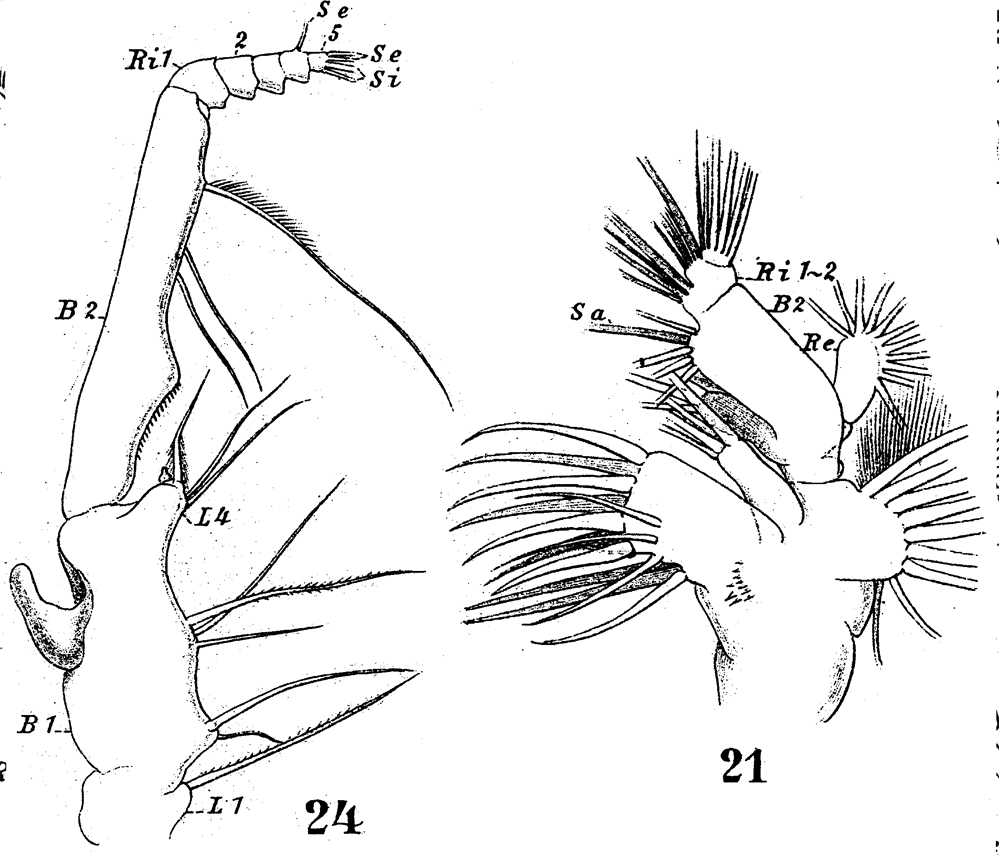 Species Gaetanus miles - Plate 8 of morphological figures