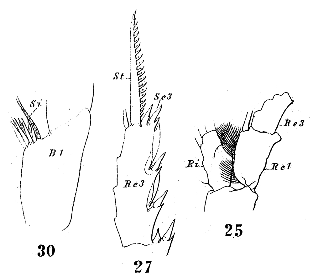 Species Gaetanus miles - Plate 9 of morphological figures