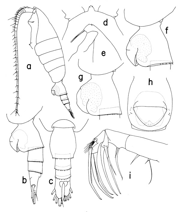 Species Heterorhabdus guineanensis - Plate 1 of morphological figures