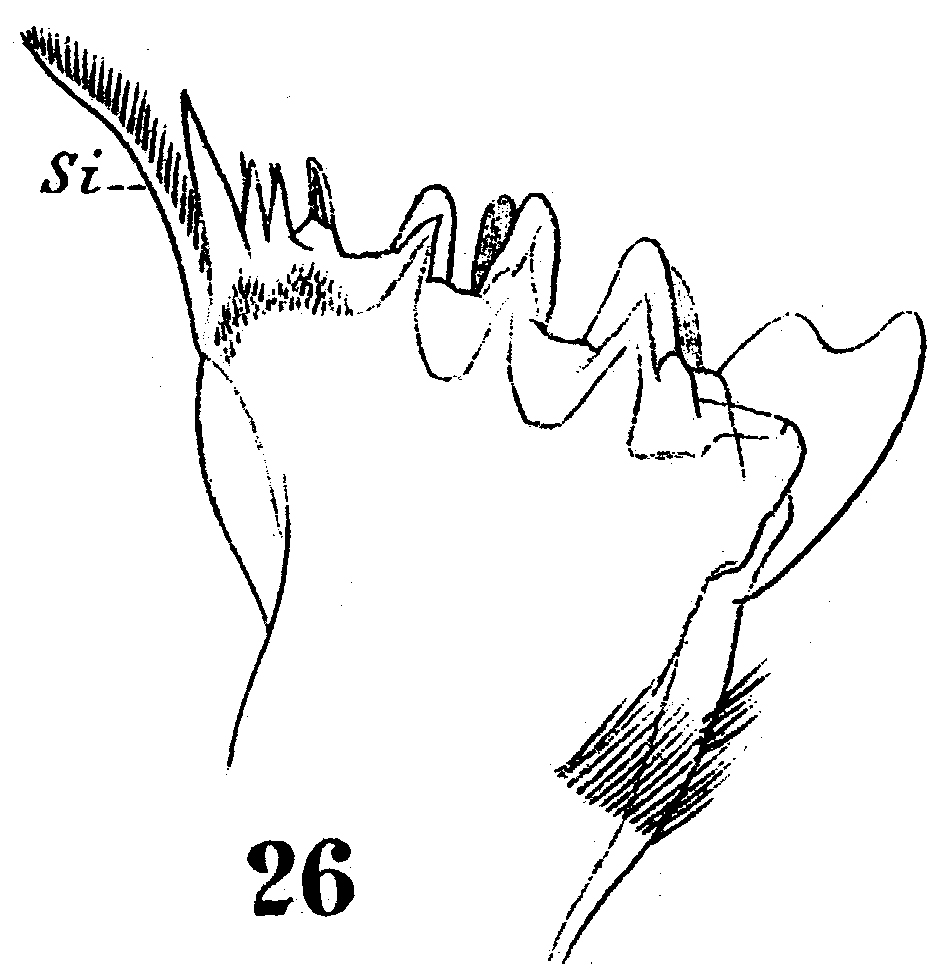 Species Gaetanus armiger - Plate 8 of morphological figures