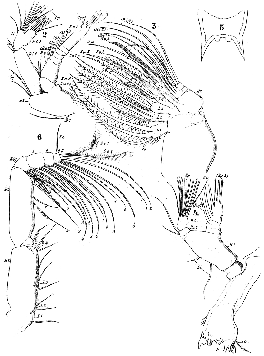 Species Aetideus giesbrechti - Plate 17 of morphological figures