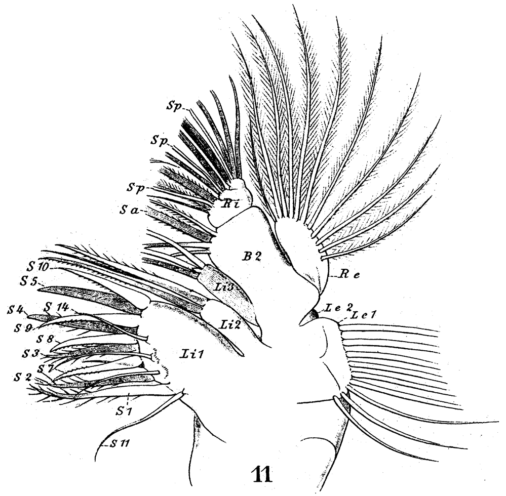 Espce Aetideus giesbrechti - Planche 18 de figures morphologiques