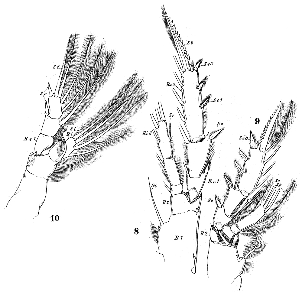 Species Aetideus giesbrechti - Plate 19 of morphological figures