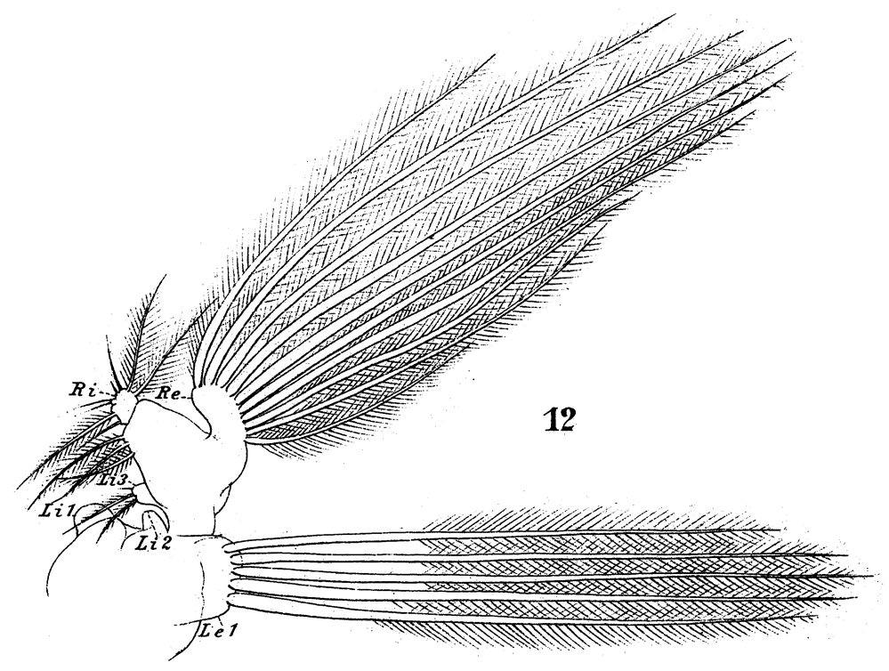 Espce Aetideus giesbrechti - Planche 21 de figures morphologiques