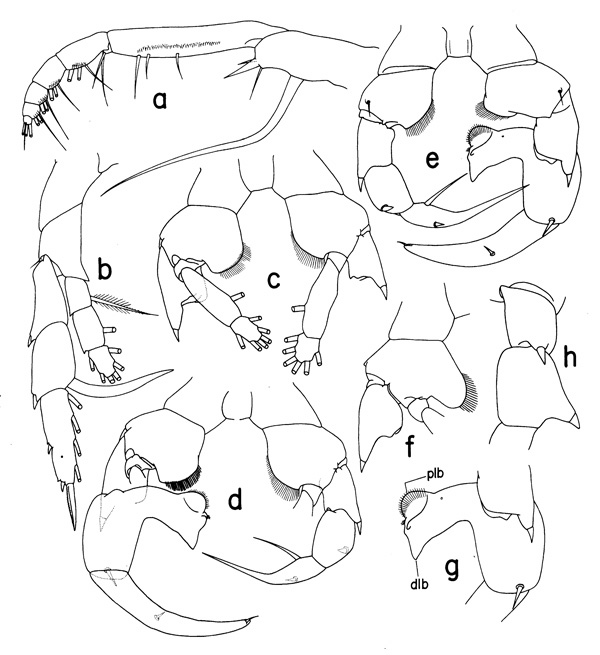 Espce Heterorhabdus guineanensis - Planche 2 de figures morphologiques