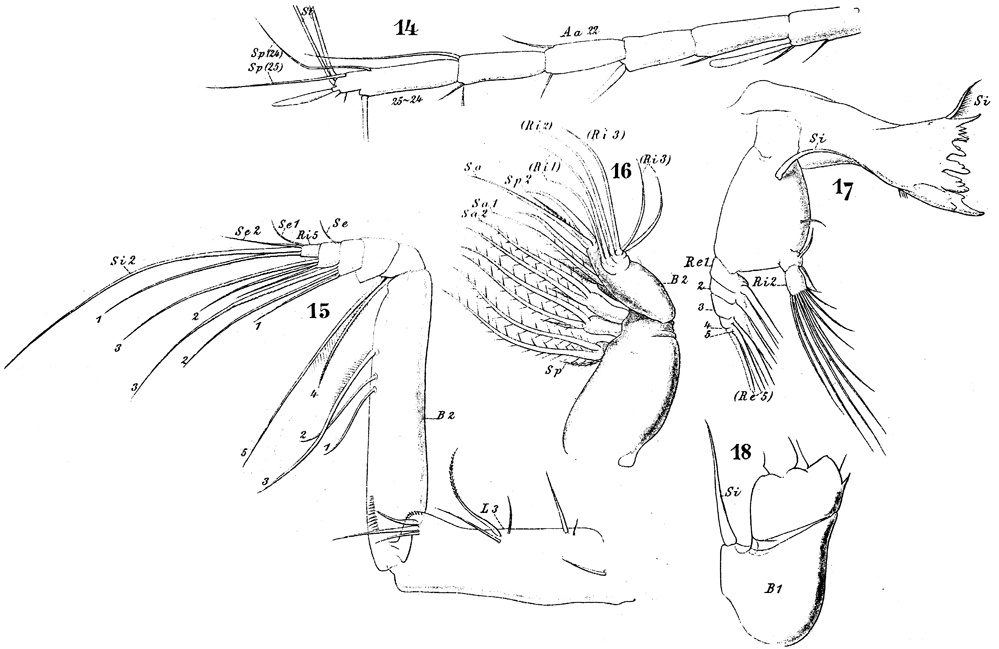 Espce Chiridius poppei - Planche 10 de figures morphologiques