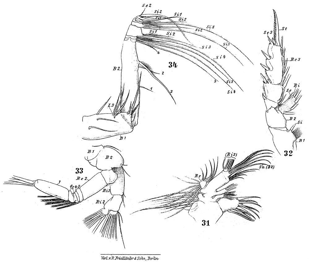 Species Undeuchaeta plumosa - Plate 14 of morphological figures