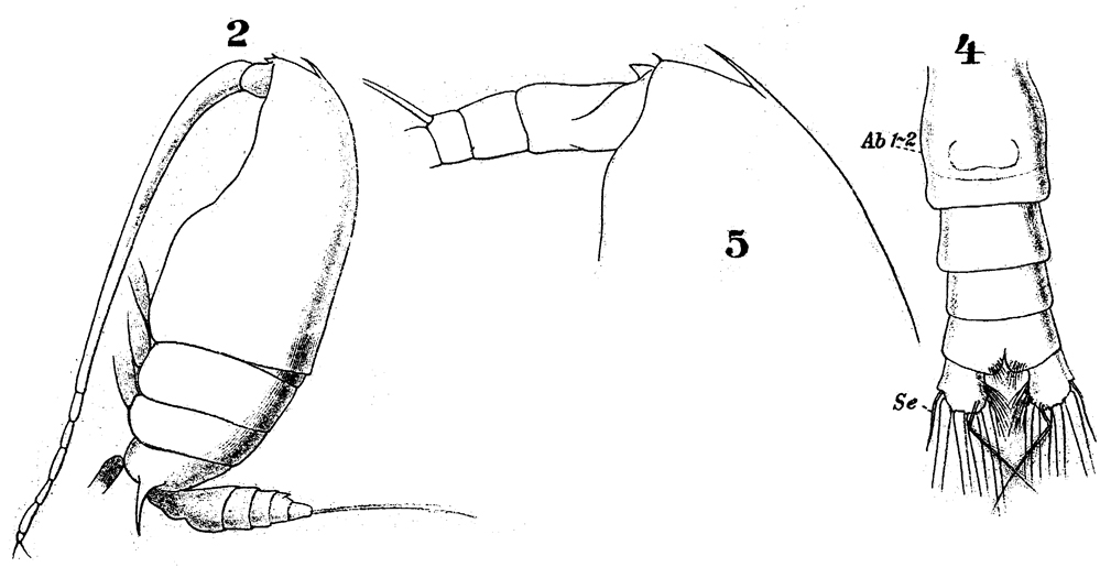 Species Gaetanus armiger - Plate 10 of morphological figures
