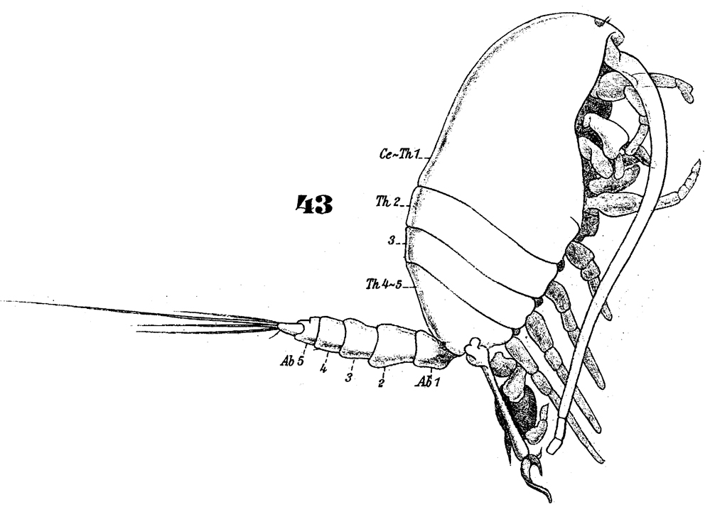 Espèce Stephos gyrans - Planche 2 de figures morphologiques