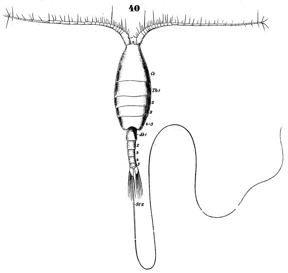 Species Heterorhabdus papilliger - Plate 15 of morphological figures