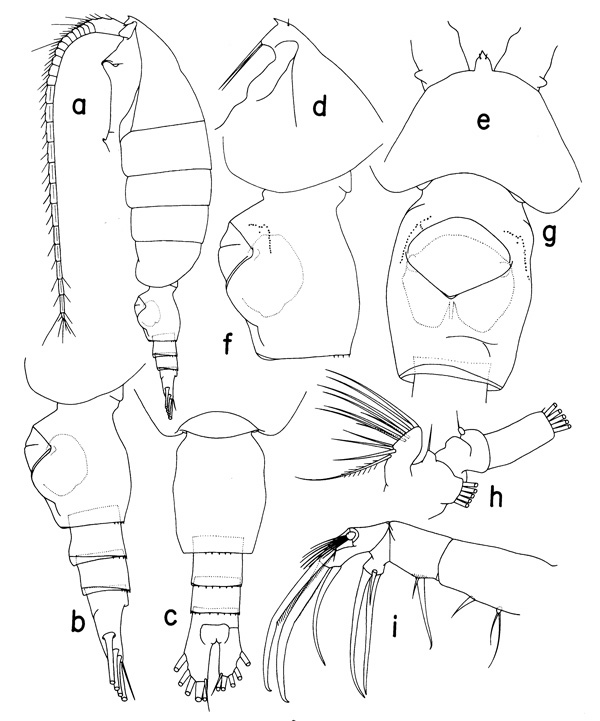 Species Heterorhabdus insukae - Plate 1 of morphological figures
