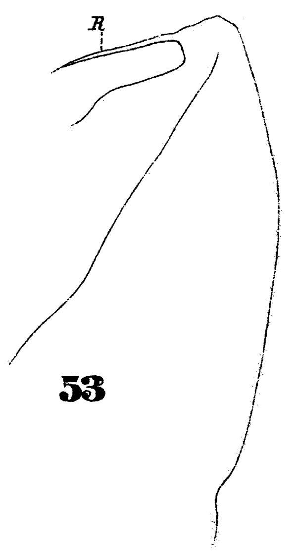 Espce Heterorhabdus papilliger - Planche 14 de figures morphologiques