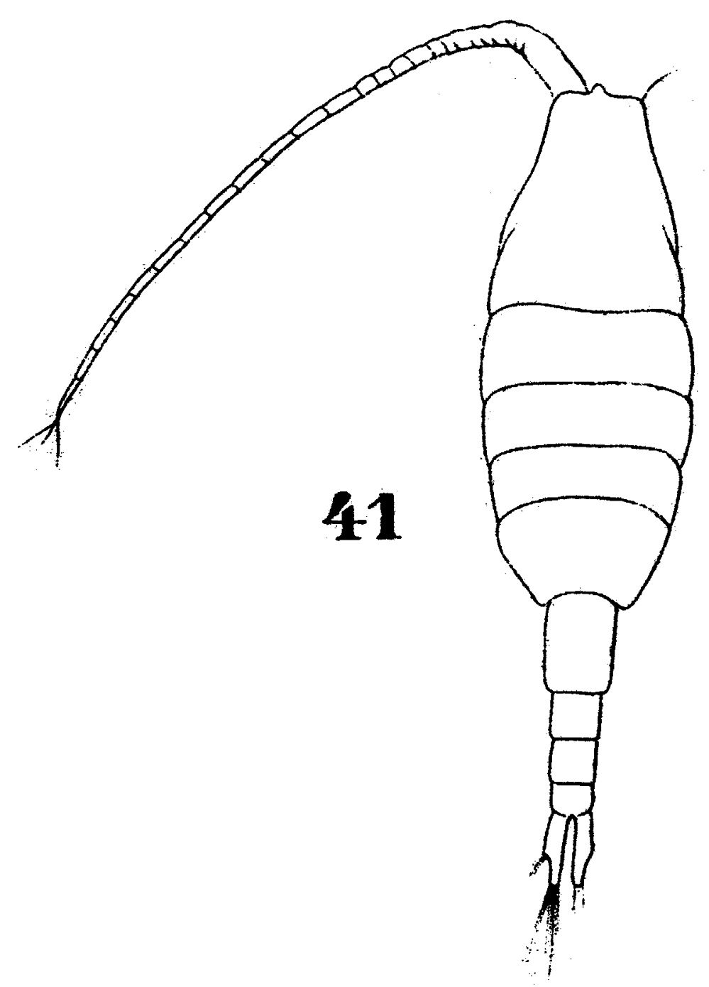 Espce Paraheterorhabdus (Paraheterorhabdus) vipera - Planche 8 de figures morphologiques