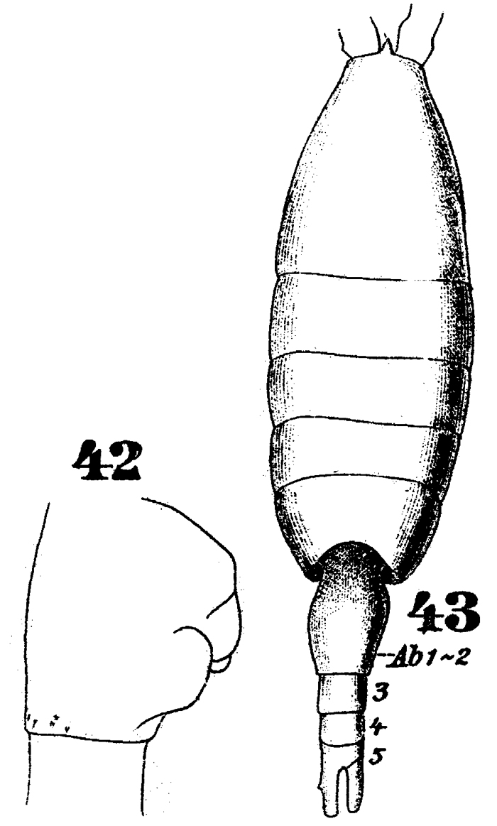 Espce Heterorhabdus heterolobus - Planche 2 de figures morphologiques