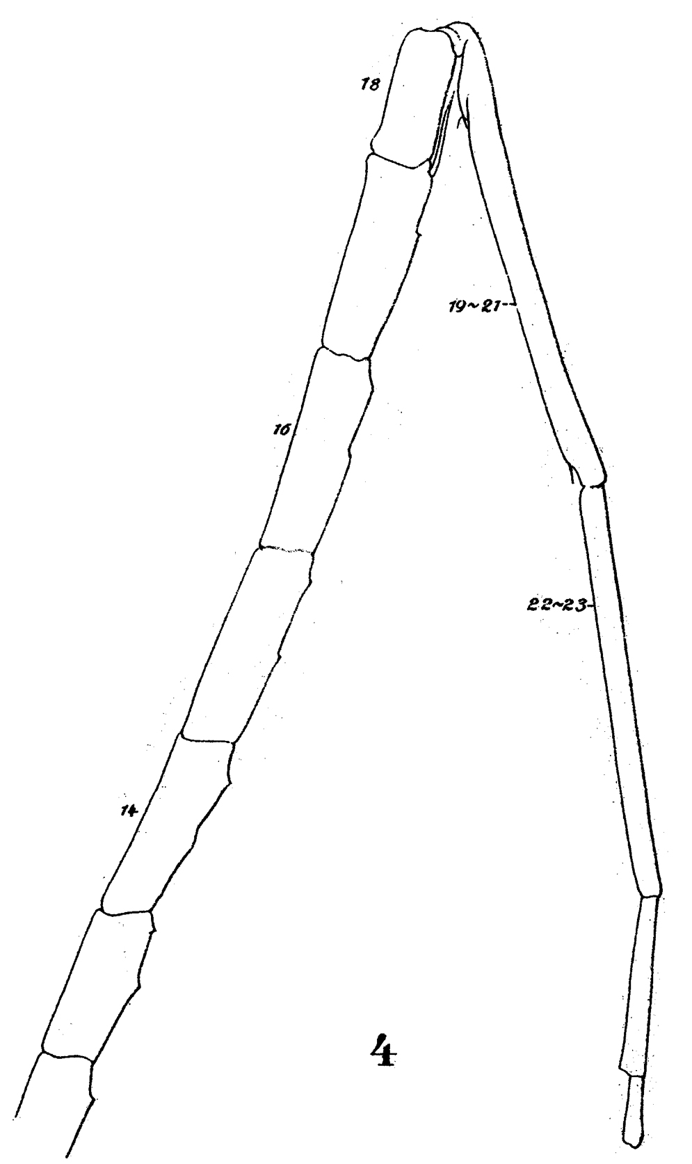 Espce Heterorhabdus abyssalis - Planche 7 de figures morphologiques