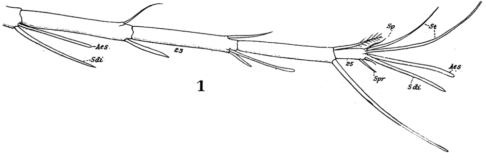 Espce Heterorhabdus heterolobus - Planche 4 de figures morphologiques