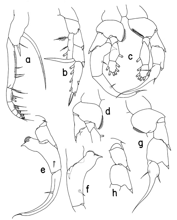 Species Heterorhabdus insukae - Plate 2 of morphological figures