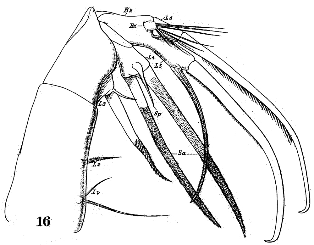 Species Heterorhabdus spinifrons - Plate 22 of morphological figures
