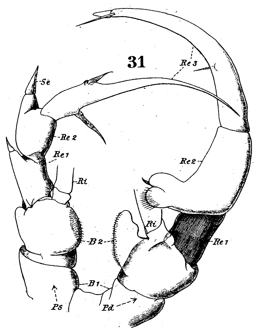 Espèce Heterorhabdus spinifrons - Planche 24 de figures morphologiques