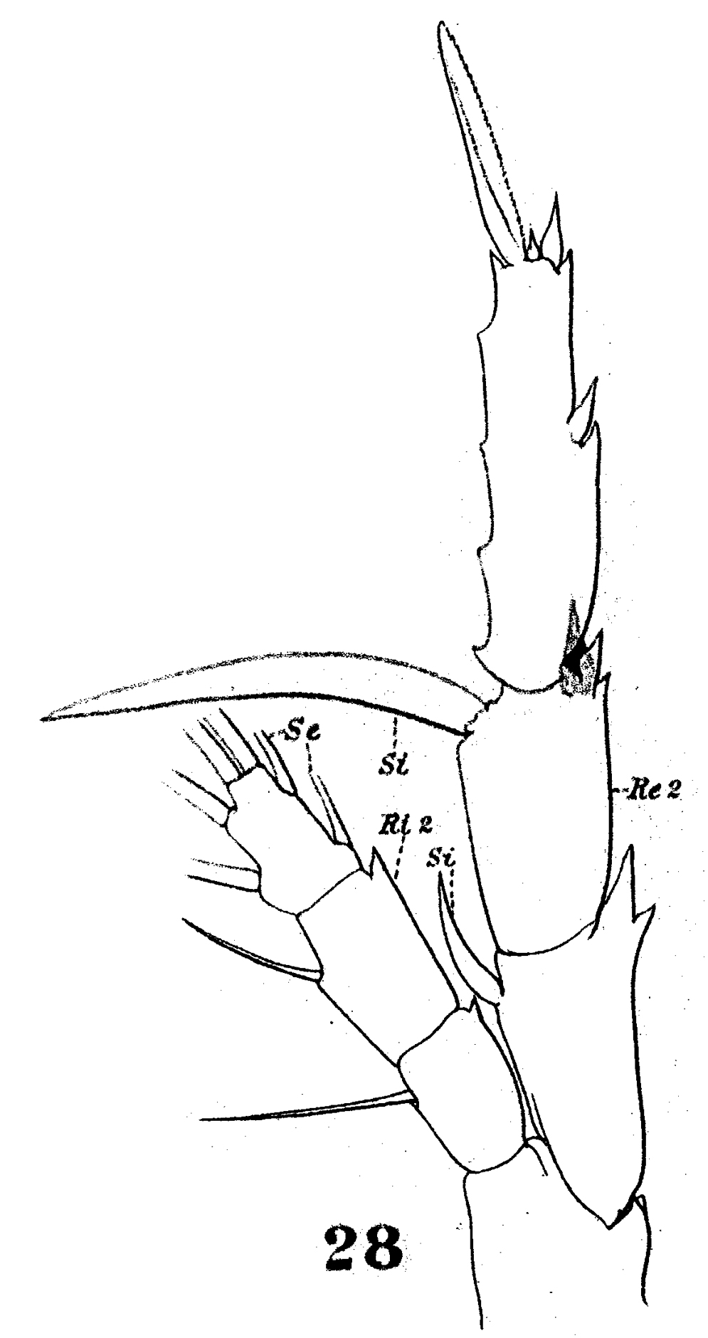 Espèce Heterorhabdus clausi - Planche 6 de figures morphologiques
