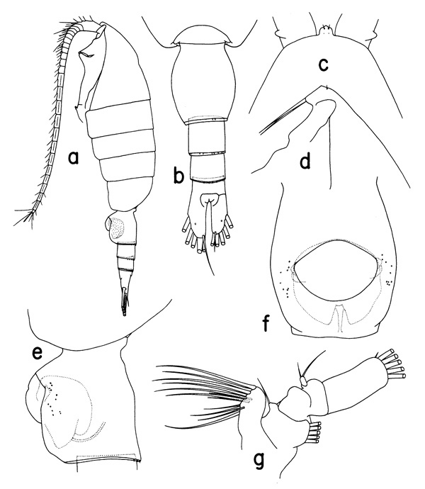 Species Heterorhabdus caribbeanensis - Plate 1 of morphological figures