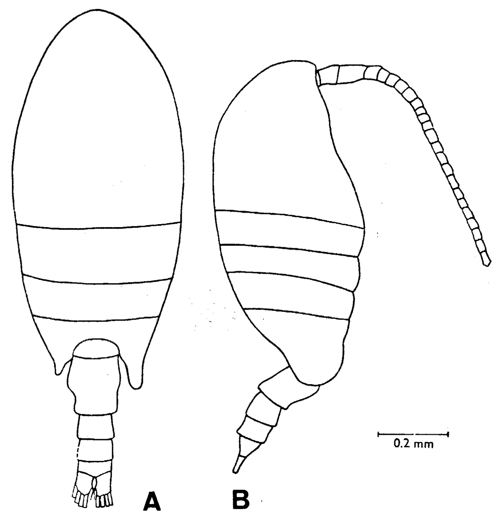 Espèce Stephos kurilensis - Planche 1 de figures morphologiques