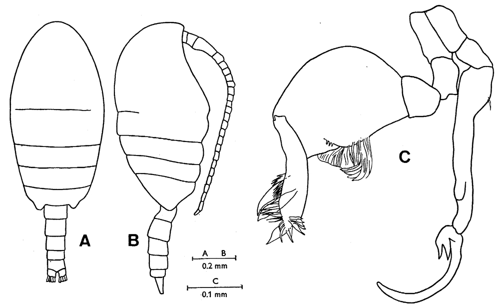 Espèce Stephos kurilensis - Planche 3 de figures morphologiques