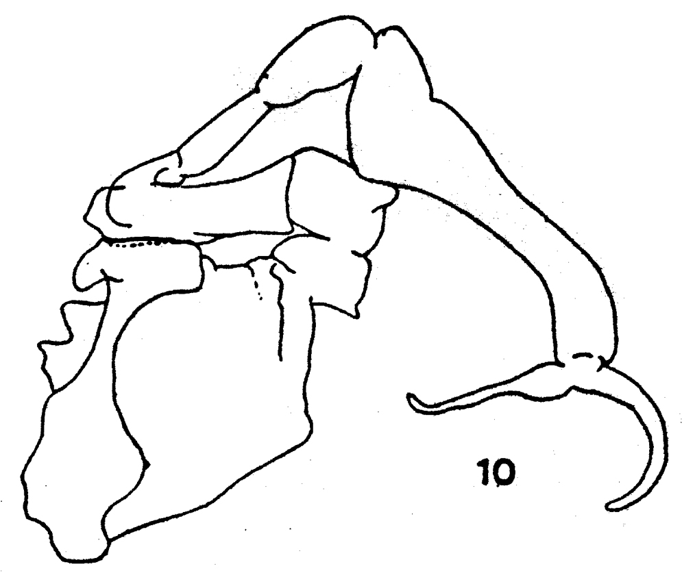 Species Stephos tropicus - Plate 2 of morphological figures