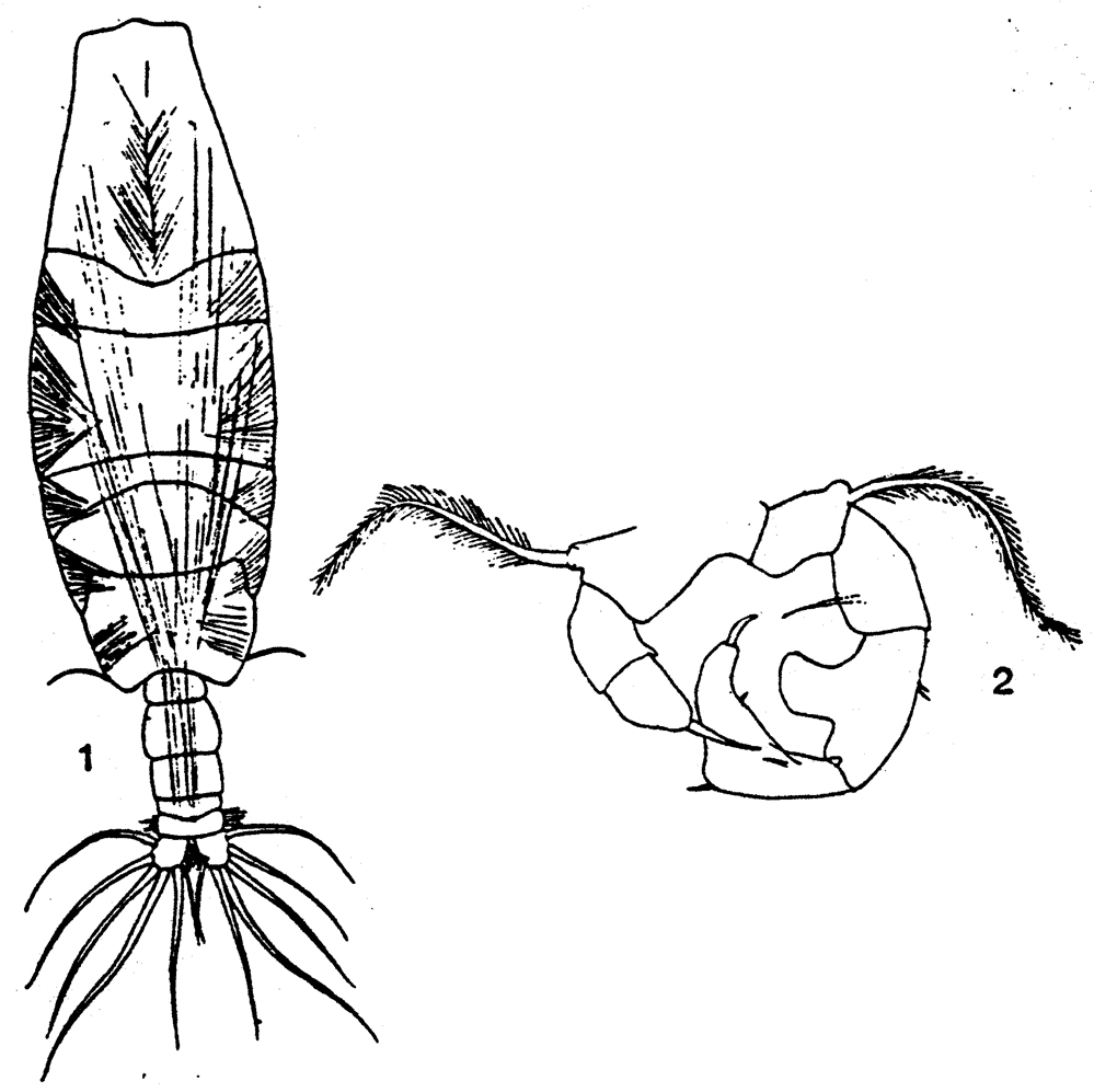 Espèce Acartia (Acanthacartia) fossae - Planche 5 de figures morphologiques