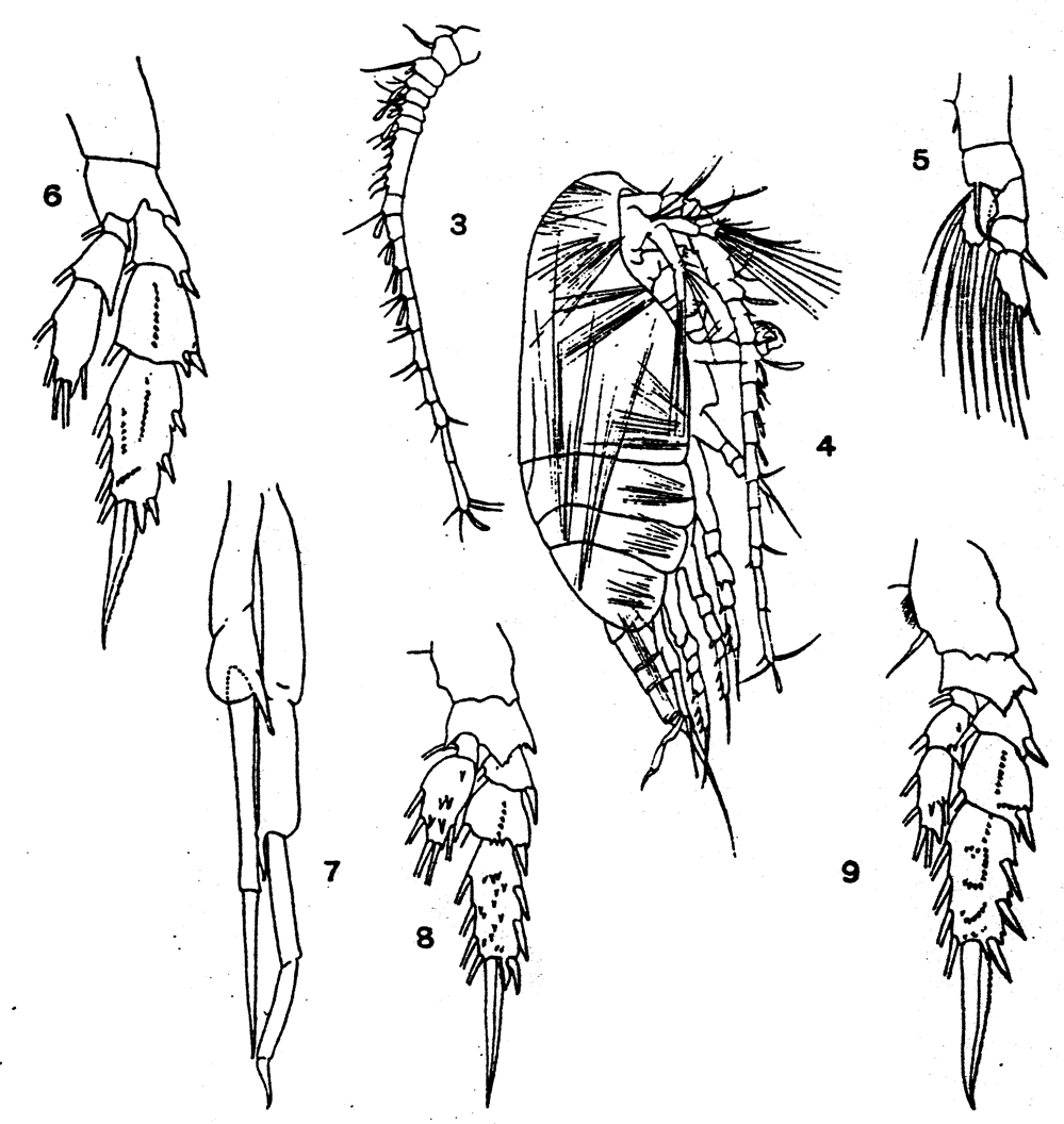 Species Scolecithricella orientalis - Plate 3 of morphological figures